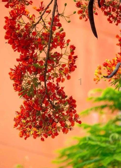 无限翻滚小球